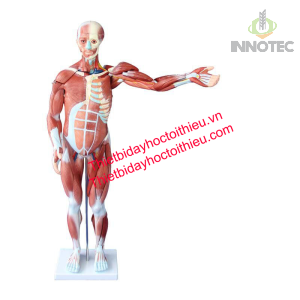 Mô Hình Hệ Cơ 6 Mô Hình Hệ Cơ