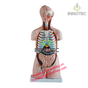 Mô Hình Giải Phẫu Cơ Quan Nội Tạng (Bán Thân) 8 Mô Hình Giải Phẫu Cơ Quan Nội Tạng (Bán Thân)