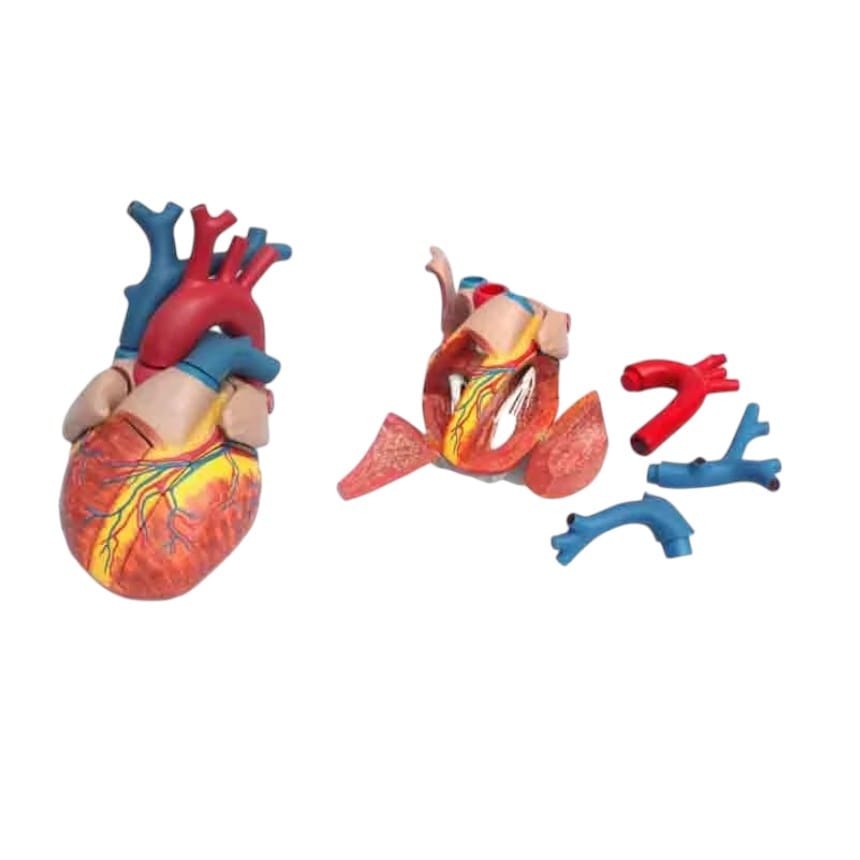 Cấu Tạo Của Tim 6 Cấu Tạo Của Tim