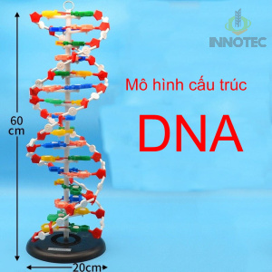 Mô Hình Cấu Trúc Dna 6 Mô Hình Cấu Trúc Dna