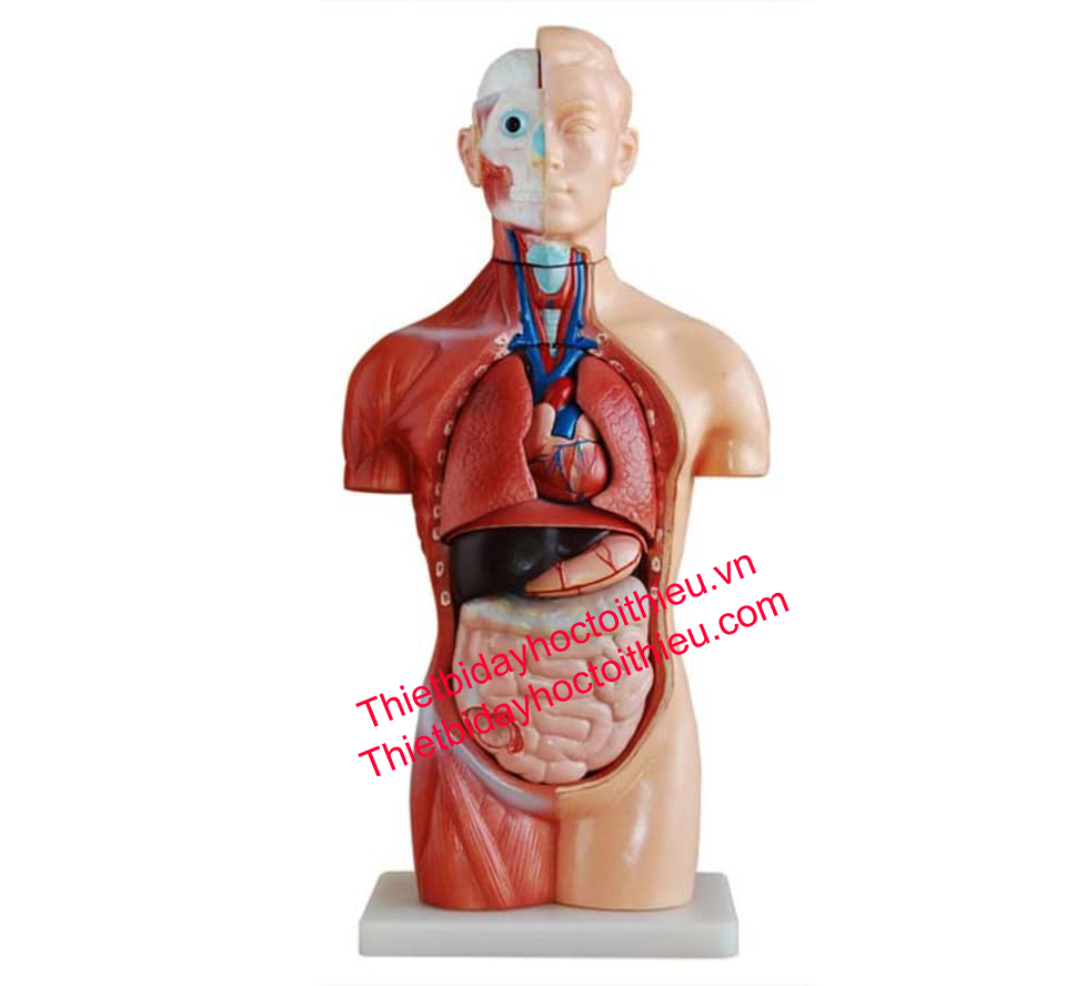 Mô Hình Cấu Tạo Cơ Thể Người 6 Mô Hình Cấu Tạo Cơ Thể Người
