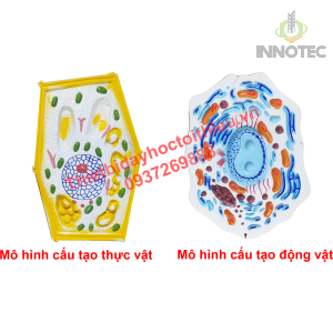 Cấu Tạo Của Tế Bào Động Vật Và Tế Bào Thực Vật 10 Cấu Tạo Của Tế Bào Động Vật Và Tế Bào Thực Vật